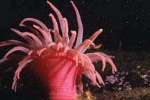 Pink Anenome